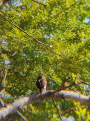 Glaucidium brasilianum