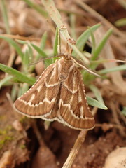 Synaphe bombycalis