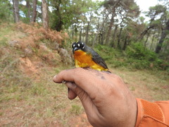 Basileuterus lachrymosus