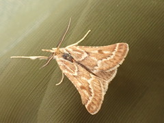 Synaphe bombycalis