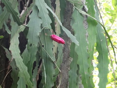 Epiphyllum phyllanthus