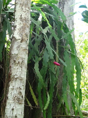 Epiphyllum phyllanthus
