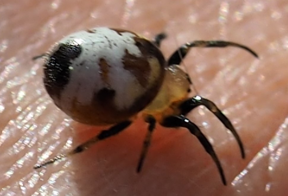 Tiny Button Orb-weaver