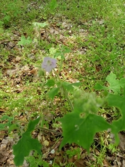 Hydrophyllum appendiculatum