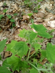 Hydrophyllum appendiculatum