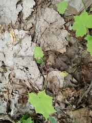 Hydrophyllum appendiculatum