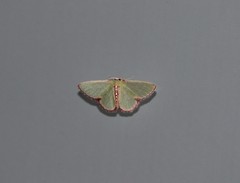 Synchlora decorata