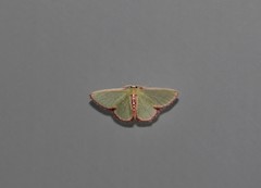 Synchlora decorata