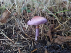 Cortinarius magellanicus