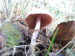 Cortinarius magellanicus