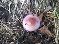 Cortinarius magellanicus