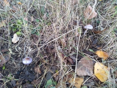 Cortinarius magellanicus