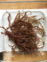 Grateloupia subpectinata