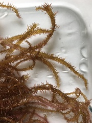 Grateloupia subpectinata