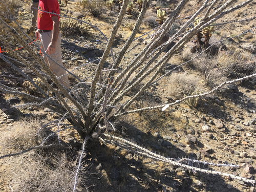iNaturalist observation photo of ocotillo