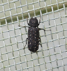 Lichenophanes bicornis