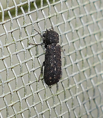 Lichenophanes bicornis