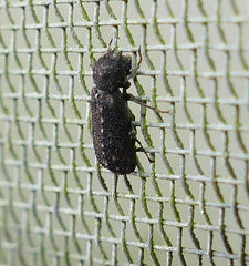 Lichenophanes bicornis