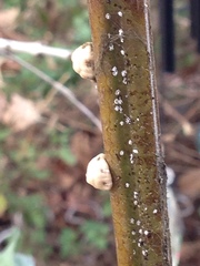 Ceroplastes cirripediformis