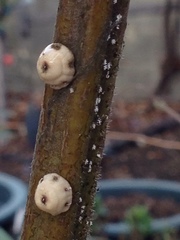 Ceroplastes cirripediformis