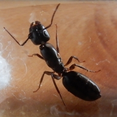 Camponotus fallax