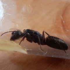 Camponotus fallax