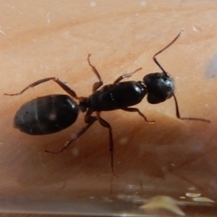 Camponotus fallax