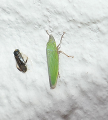 Draeculacephala floridana