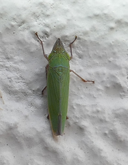 Draeculacephala floridana