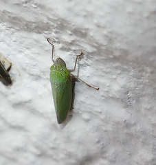 Draeculacephala floridana