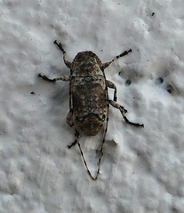 Sternidius mimeticus
