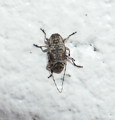 Sternidius mimeticus