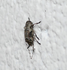 Sternidius mimeticus