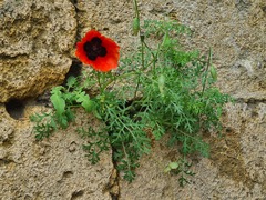 Papaver bipinnatum