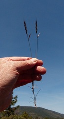 Festuca microstachys