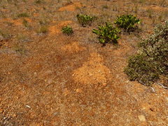 Festuca microstachys