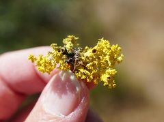 Vulpicida canadensis