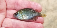 Lepomis megalotis
