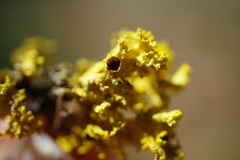 Vulpicida canadensis
