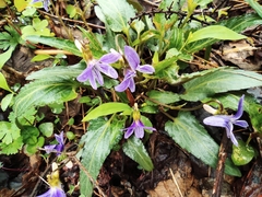 Viola japonica
