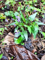 Viola japonica