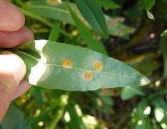 Puccinia andropogonis
