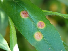 Puccinia andropogonis