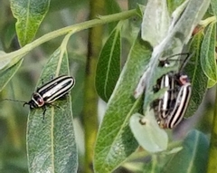 Disonycha pensylvanica