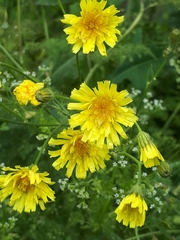 Crepis tectorum