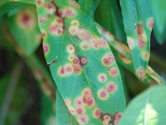Puccinia andropogonis