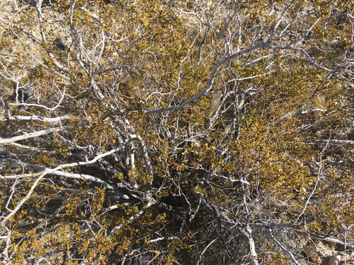 iNaturalist observation photo of Creosote Bush