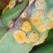 Puccinia andropogonis - Photo (c) matthew_wills, some rights reserved (CC BY-NC), uploaded by matthew_wills