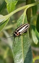 Disonycha pensylvanica