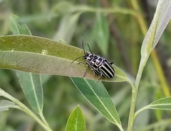 Disonycha pensylvanica